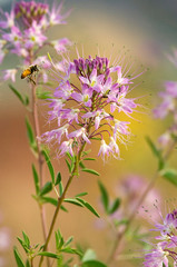 USA, Utah. Honey bee landing on mountain bee plant. 