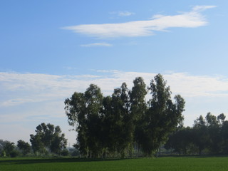 Fototapeta premium tree in the field