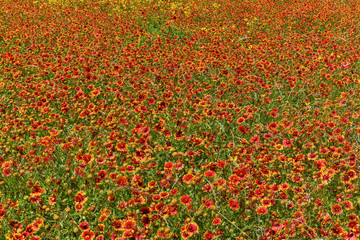 Indian Blanket Flower in mass planting and bloom at entrance to town of Fredericksburg, Texas