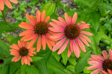 Orange Coneflower, Vermont, USA