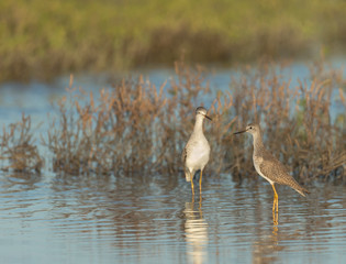 Lesser yellowlegs wintering along Texas coastline, Tringa flavipes Espiritu Santo, Welder Flats, San Antonio Bay, Texas