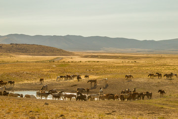 Fototapeta na wymiar USA, Utah, Tooele County. Wild horses drinking from waterhole. Credit as: Cathy and Gordon Illg / Jaynes Gallery / DanitaDelimont.com