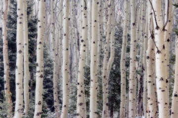 USA, Utah. Aspen trees in Hell's Backbone area. 