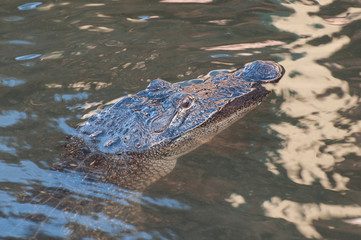 USA, Texas, South Padre Island. American Alligator (Alligator mississippiensis) inhabits bay areas of birding refuge.