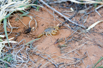 USA - Utah. Scorpion in Grand Staircase - Escalante National Monument.