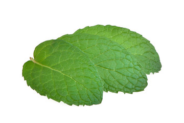 fresh green mint leaf isolated on white background