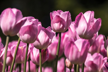 USA, Pennsylvania, Kennett Square. Tulips
