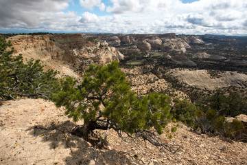 Juniper Tree in the San Rafael Swell