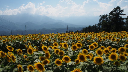 一面のひまわり畑