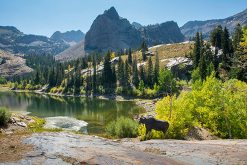 Moose in Uintah Wasatch Cache National Forest, Utah © Howie Garber/Danita Delimont