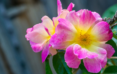 Close-up of roses, Utah