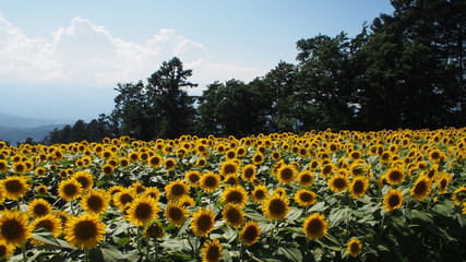 一面のひまわり畑