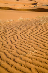 Fototapeta na wymiar UT, Coral Pink Sand Dunes State Park, dunes created from eroding Navajo sandsone, wind formed ripple pattern