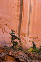 USA, Utah. Trees growing along a canyon wall, Grand Staircase-Escalante National Monument