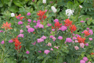 Washington, Mount Rainier National Park. Close-up of wildflowers. Credit as: Don Paulson / Jaynes Gallery / DanitaDelimont.com