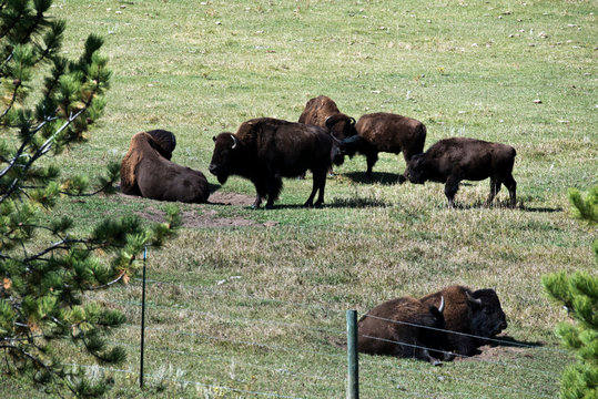 USA, South Dakota, Black Hills, Bison Herd © Bernard Friel/Danita Delimont
