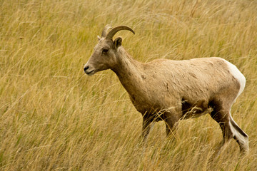Obraz premium Female bighorn sheep, in tall grasses, Badlands Loop Road, Badlands National Park, South Dakota, USA