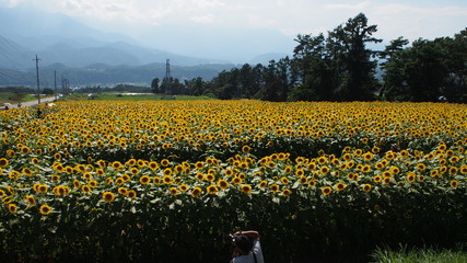 一面のひまわり畑