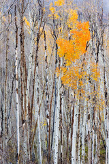 Obraz premium Utah, Dixie National Forest, aspen forest along Highway 12