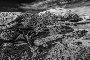 USA, Utah. Black and white image of Cap Rock Ruin and desert floor with tree in Cedar Mesa