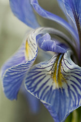 USA, Utah, Manti-La-Sal National Forest. Detail of Wild Iris (Iris missouriensis) early spring