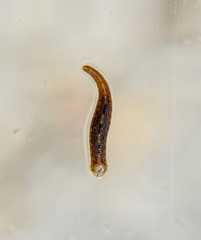 Leech on the glass. Bloodsucking animal. subclass of ringworms from the belt-type class. Hirudotherapy