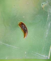 Leech on the glass. Bloodsucking animal. subclass of ringworms from the belt-type class....