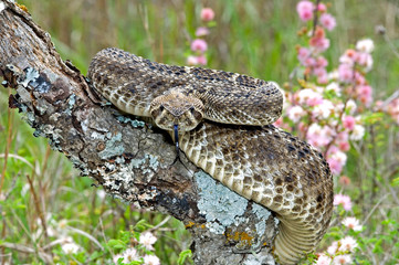 USA, Texas, Hill Country. Close-up of western diamondback rattlesnake coiled on lichen-covered branch among mimosa flowers. 