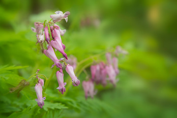 USA, Tennessee, Great Smoky Mountains National Park. Bleeding heart wildflowers in Cades Cove. 