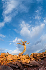 USA, Utah. Lonely Juniper growing out of the rocks surrounded by big sky, Canyonlands National Park