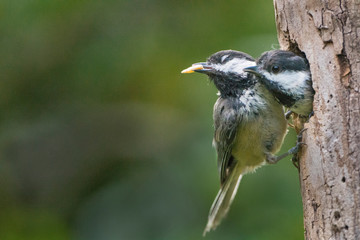 USA. Washington State. Mated pair of adult Black-capped Chickadees (Poecile Atricapillus), in worn plumage, one with food, at the entrance to their nest.
