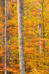 Tennessee, Great Smoky Mountains National Park, view along Little River Road