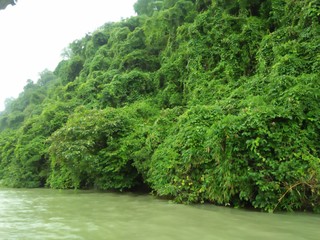 green tree in the forest
