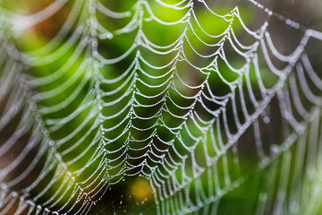 Wet web with drops on a bush