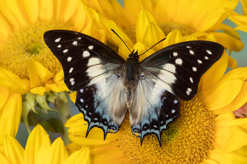 Tropical butterfly Polyura cognatus, Sulawesi blue nawab a Dagger Tailed Butterfly and sunflowers