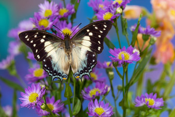 Fototapeta na wymiar Tropical butterfly Polyura cognatus, Sulawesi blue nawab a Dagger Tailed Butterfly on blue Asters
