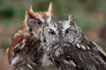 Vienna, Virginia. Pair of Eastern Screech Owls