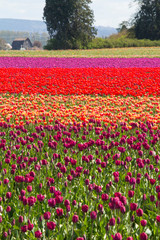 Fototapeta na wymiar United States, Washington State, Mount Vernon, tulip fields bloom at the annual Skagit Valley Tulip Festival