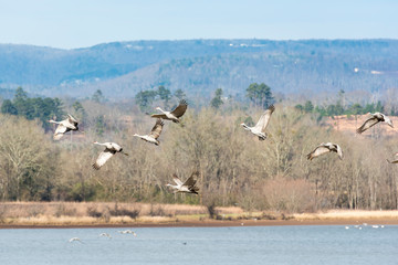 Usa, Tennessee, Birchwood. Hiwassee Wildlife Refuge migratory stop for Sandhill Cranes (Grus Canadensis)
