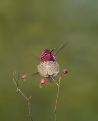 USA. Washington State. Adult male Anna's Hummingbird (Calypte Anna) flashes his iridescent gorget.