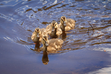 USA, Colorado. Four mallard ducklings swim near the edge of a pond in Rocky Mountain National Park.