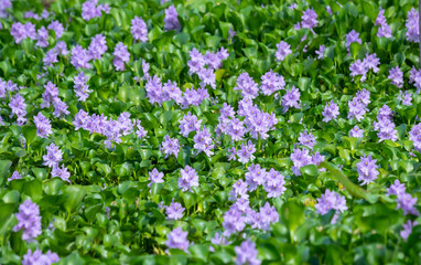 Obraz premium Water hyacinth flower fields bloom colorful purple in nature