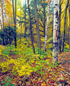 USA, Vermont, Elmore SP. Autumn comes to Elmore State Park, in Vermont.