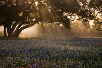 Field of bluebonnets (Lupinus texensis), paintbrush(Castilleja foliolosa) and trees on foggy...