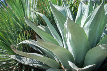Obraz premium Agave cactus, Austin, Texas, Usa