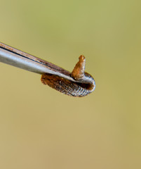 Leech on the tweezers. Bloodsucking animal. subclass of ringworms from the belt-type class....