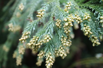 杉の葉のクローズアップ