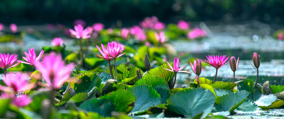 Water lilies bloom in the pond is beautiful. This is a flower that represents the purity, simplicity