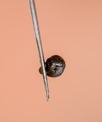 Leech on the tweezers. Bloodsucking animal. subclass of ringworms from the belt-type class....