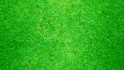 Fototapeta premium Green grass background